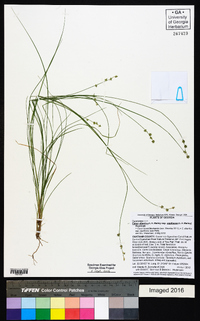 Carex atlantica subsp. capillacea image