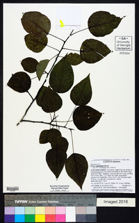 Pyrus calleryana image