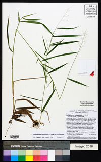 Dichanthelium dichotomum var. dichotomum image