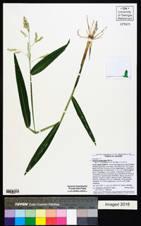 Leersia lenticularis image