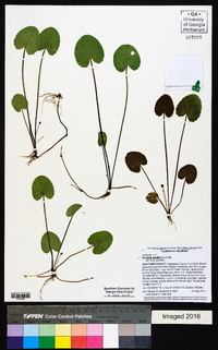 Centella asiatica image