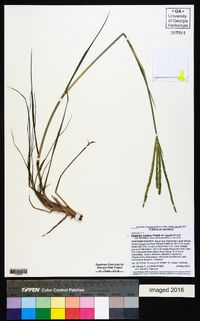 Paspalum notatum var. saurae image