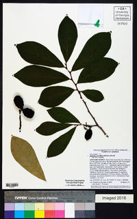 Asimina parviflora image