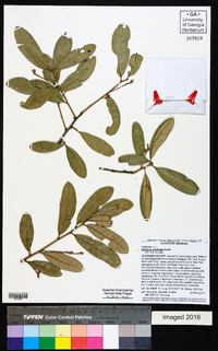 Quercus geminata image
