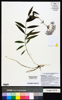 Phlox glaberrima image