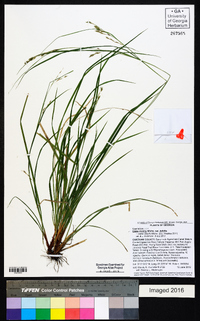 Carex debilis var. debilis image