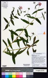 Sabatia dodecandra image