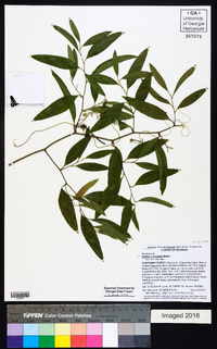 Smilax auriculata image