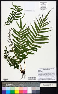 Pteris vittata image