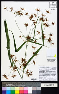 Rhynchospora corniculata image