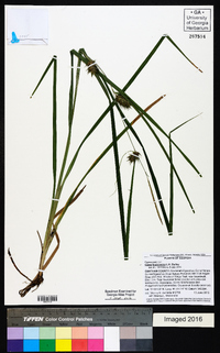 Carex louisianica image