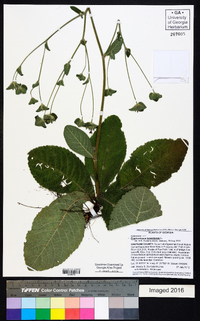 Elephantopus tomentosus image