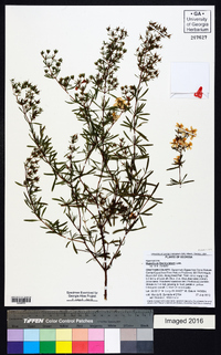 Hypericum fasciculatum image