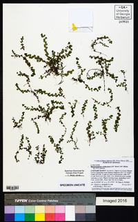 Micranthemum umbrosum image