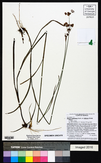 Juncus marginatus var. biflorus image