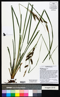 Carex glaucescens image