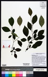 Styrax americanus image