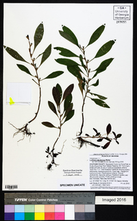 Ludwigia glandulosa image