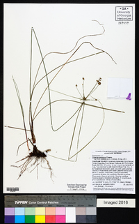 Cyperus retrorsus image