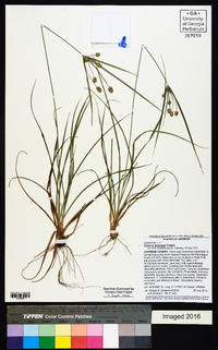 Cyperus retrorsus image