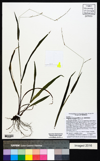 Paspalum setaceum var. ciliatifolium image