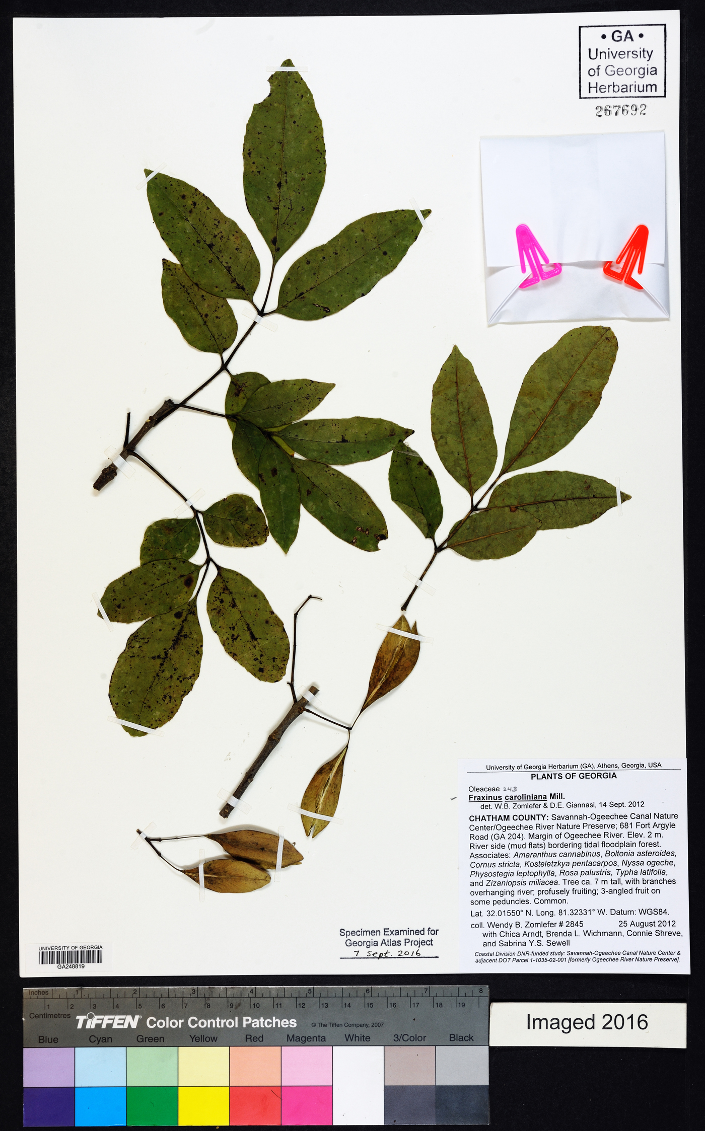 Fraxinus caroliniana image