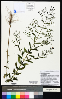 Trichostema dichotomum image