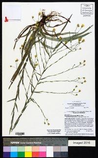 Pityopsis graminifolia var. graminifolia image