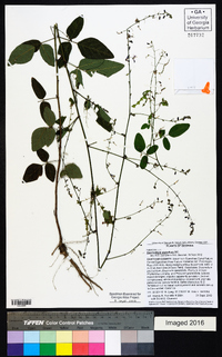 Desmodium glabellum image