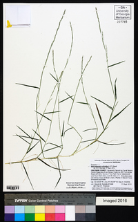 Muhlenbergia schreberi image