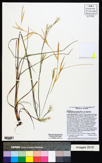 Andropogon ternarius var. ternarius image