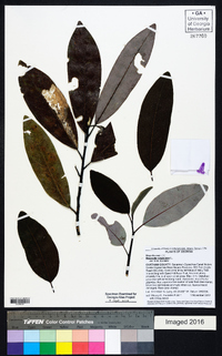 Magnolia virginiana image