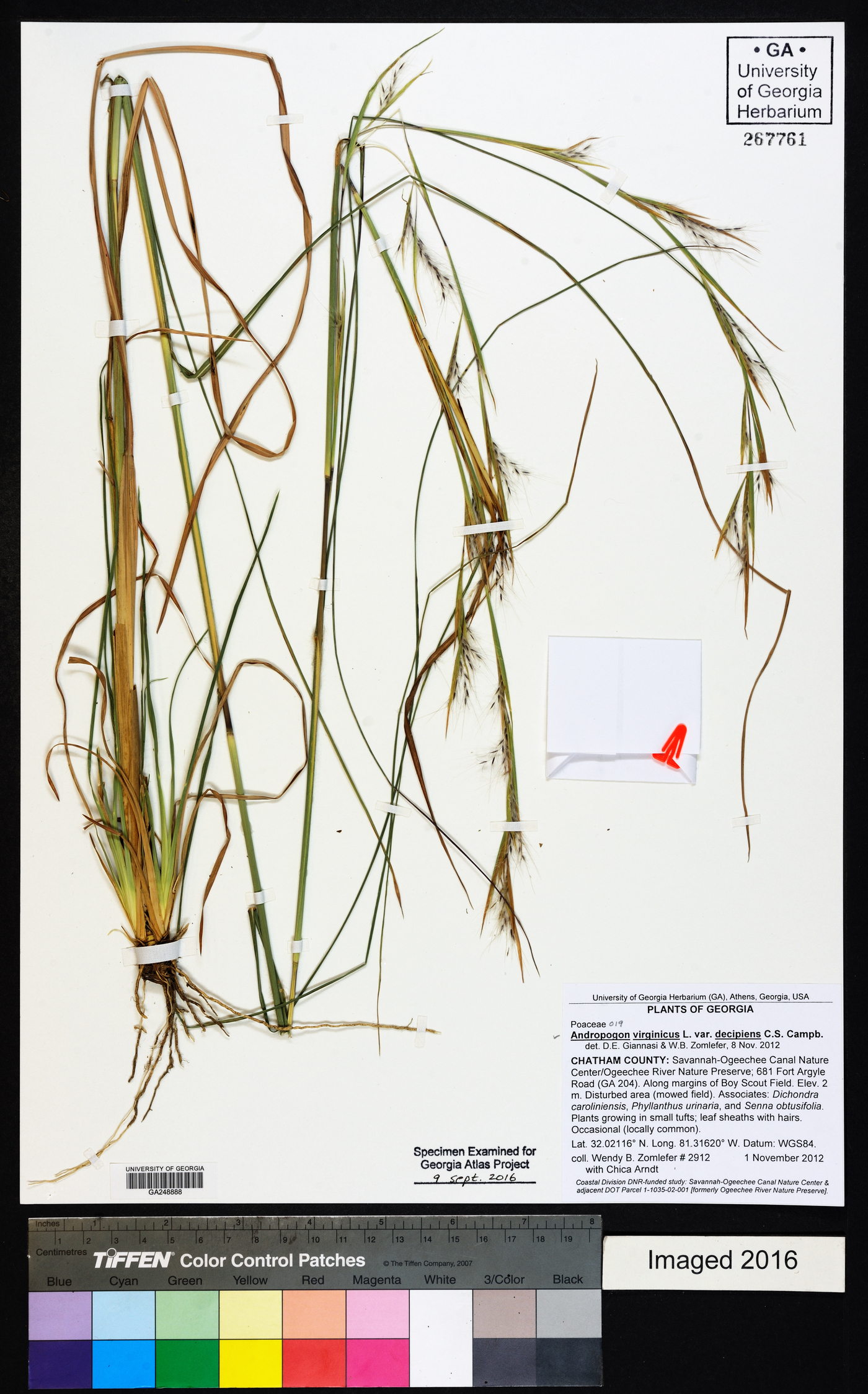 Andropogon virginicus var. decipiens image