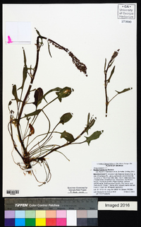 Rumex hastatulus image