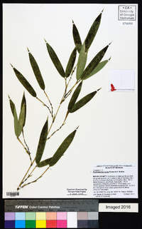 Phyllostachys aurea image