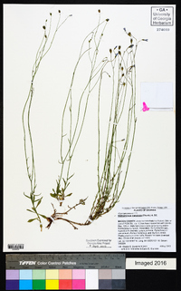 Wahlenbergia marginata image