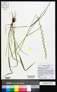 Lolium perenne subsp. multiflorum image