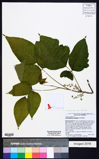 Toxicodendron radicans subsp. radicans image