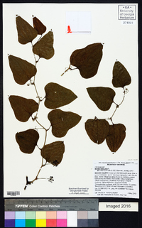 Smilax bona-nox image