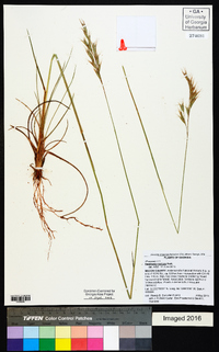 Danthonia sericea image