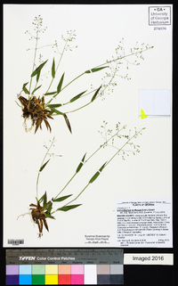 Dichanthelium laxiflorum image