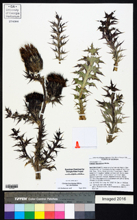 Cirsium horridulum image