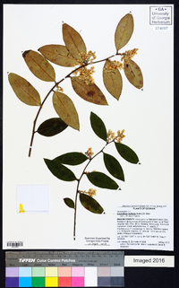 Leucothoe axillaris image