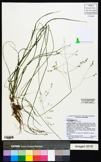 Poa cuspidata image