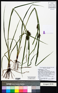 Carex louisianica image