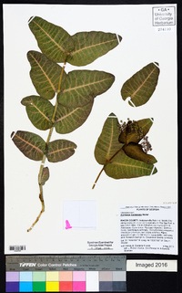 Asclepias humistrata image