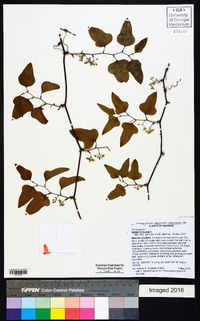 Smilax bona-nox image