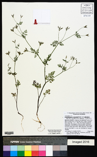 Chaerophyllum tainturieri var. tainturieri image