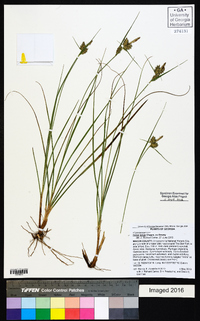 Carex tenax image