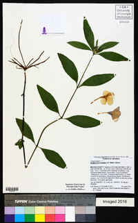 Ruellia caroliniensis image